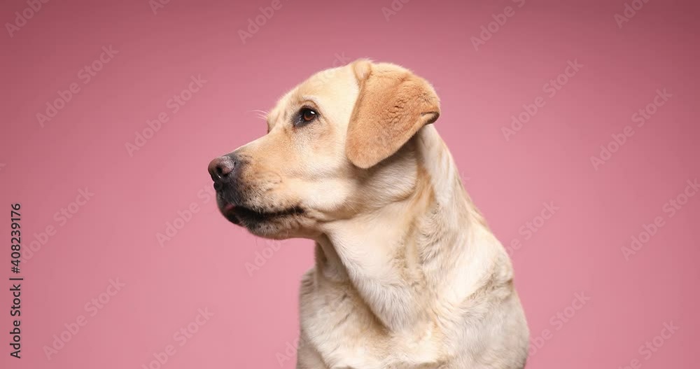 hungry lovely Labrador retriever dog looking to side, licking nose and waiting for food, sitting on pink background in studio hungry lovely Labrador retriever dog looking to side, licking nose and waiting for food, sitting on pink background in studio
