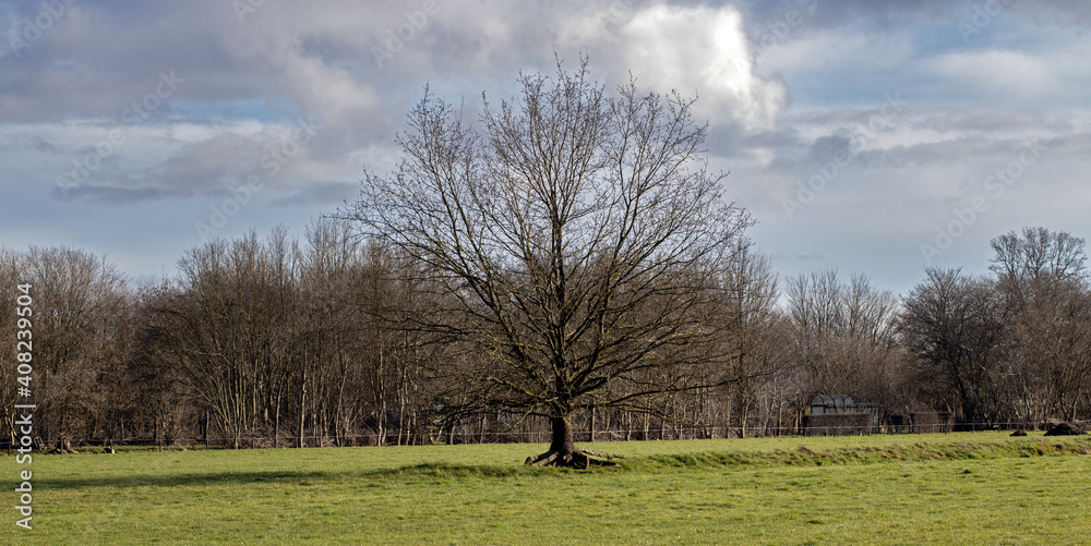 Tree in meadow. Uffelte Drenthe Netherlands. Uffelter Binnenveld. Winter. Tree in meadow. Uffelte Drenthe Netherlands. Uffelter Binnenveld. Winter.