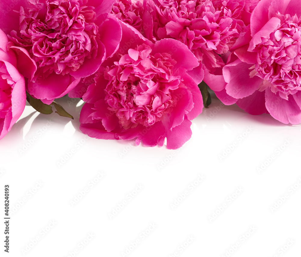 Obraz premium Bouquet of pink peony flowers over white background