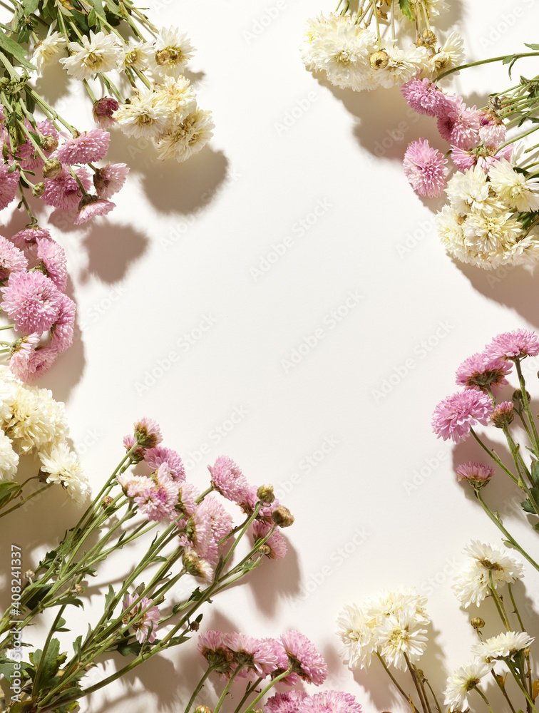 Beautiful small pink and white chrysanthemum flowers with place for text Beautiful small pink and white chrysanthemum flowers with place for text