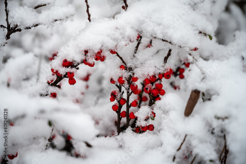Der Gemeine Schneeball (Viburnum opulus) im Winter von Schnee bedeckt mit leuchtend roten Früchten