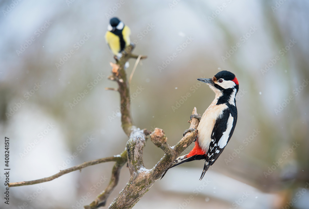 Photo of a beautiful woodpecker Photo of a beautiful woodpecker