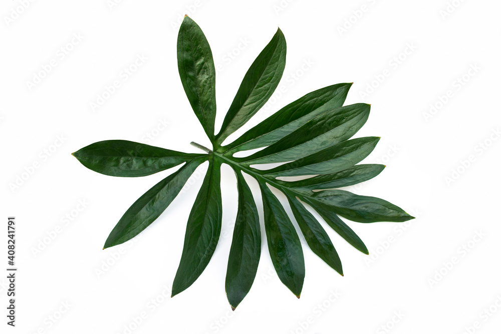 Monstera plant leaves on white background. Monstera plant leaves on white background.
