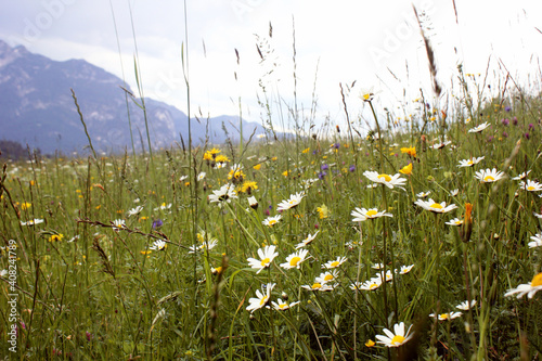 Sommerwiese in den Bergen