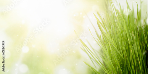 natural background. tall grass lit by the sun