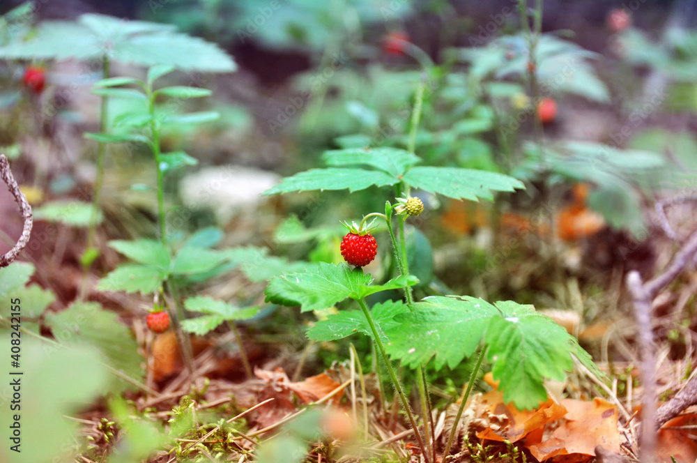 wild strawberry in the forest
