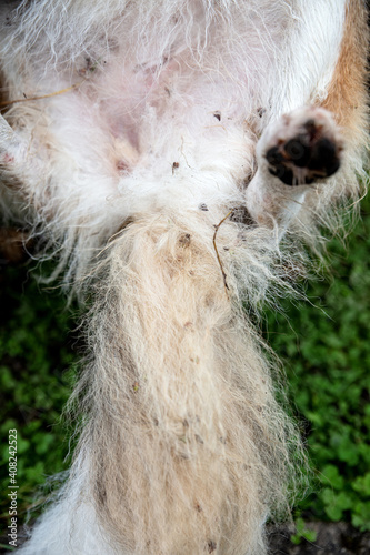 Dog with painfull burs into his fur, walk into the nature