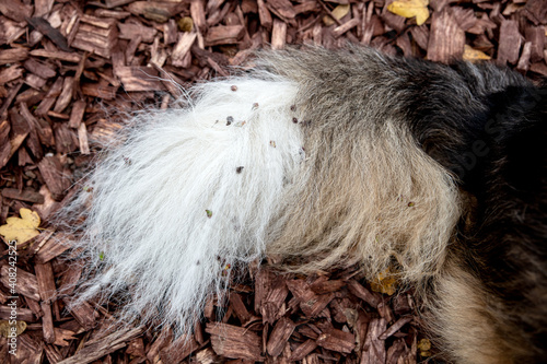 Dog with painfull burs into his fur, walk into the nature