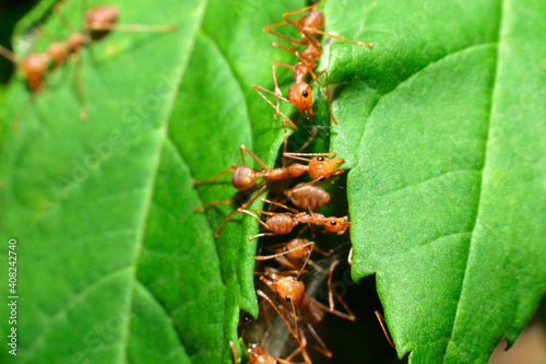ant action make nest ant bridge unity team, Concept team work together © afe207