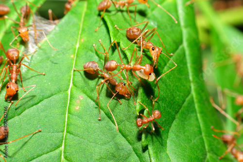 ant action protect eggs unity team, Concept team work together