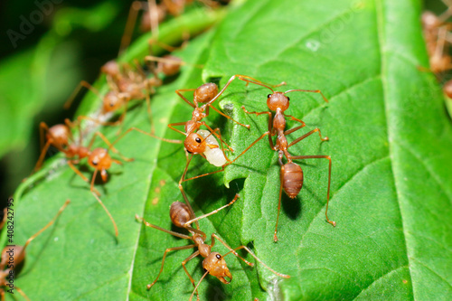 ant action protect eggs unity team, Concept team work together © afe207