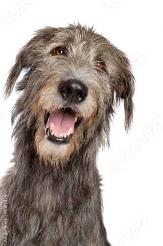 Irish wolfhound isolated on white photo