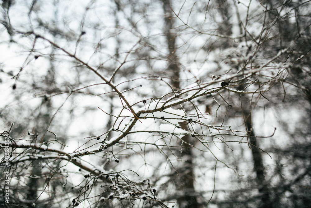 tree branch covered with snow in the forest tree branch covered with snow in the forest