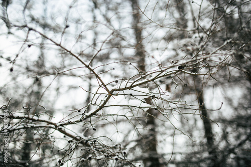 tree branch covered with snow in the forest  © bilberryday