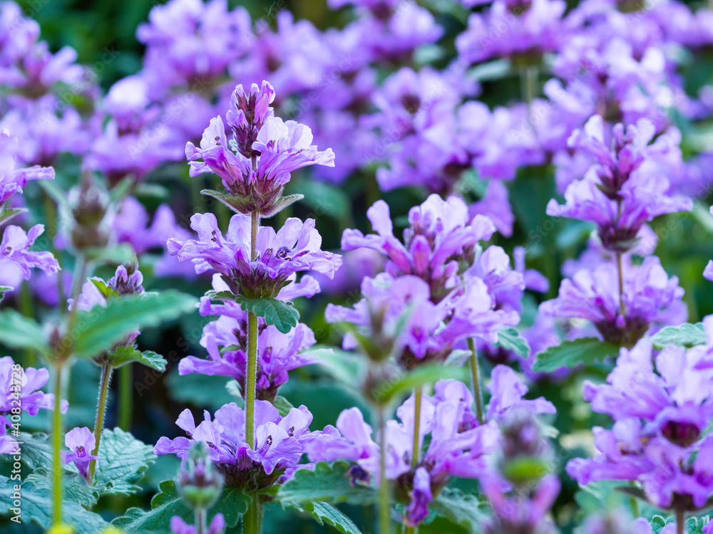 Big Betony blooming, Stachys macrantha, closeup with selective focus Big Betony blooming, Stachys macrantha, closeup with selective focus
