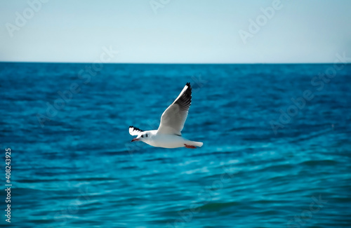 Seagull bird over the sea.