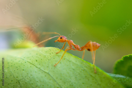 Red-orange ant on a green leaf. © pumpumpui