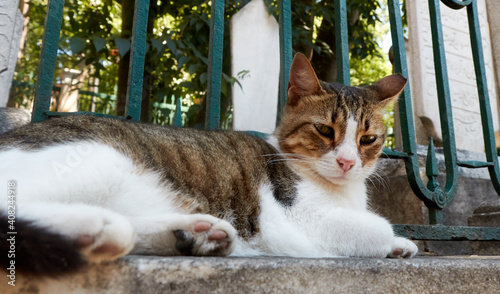 Cat licking, lying and resting in the sunCat licking, lying and resting in the sun