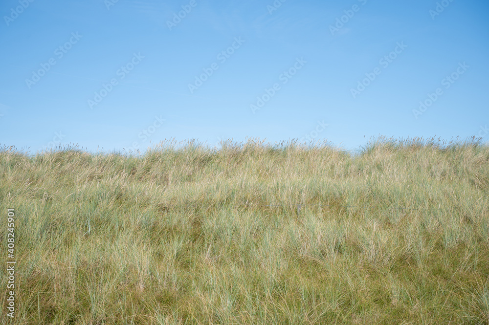 dünengras mit blauem himmel als hintergrund für designs dünengras mit blauem himmel als hintergrund für designs