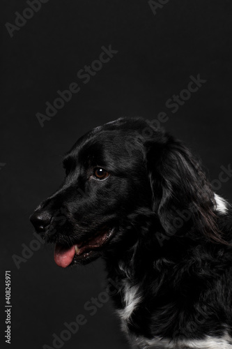 Portrait of a cute looking black atbyhoun dog looking to the left, shot on a black background. Adult dog with a shiny coat, vertical studio shot © Lea