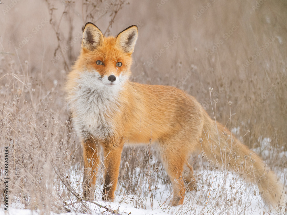 Obraz premium Red fox Vulpes vulpes in a winter landscape