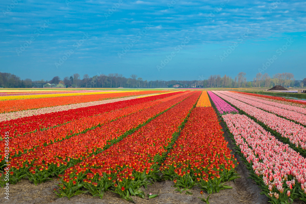 Blooming tulip fields.