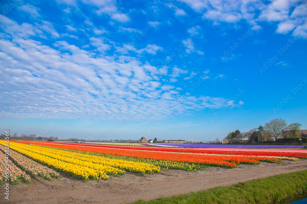Blooming tulip fields.