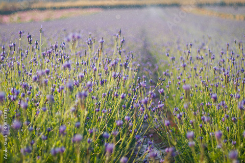 Beautiful purple lavender field in the morning
