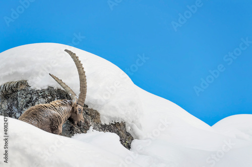 Isolated ibex mountain on the peak  Capra ibex 