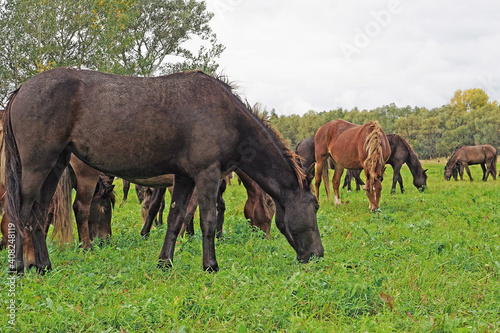 Horses graze in juicy green meadow during summer day. Environmentally friendly place