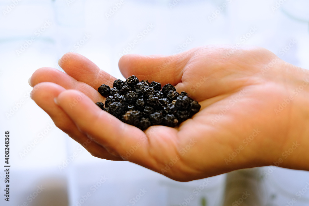 Selective soft focus elderly woman's hands are holding dry fruits of Amur velvet, or Amur cork tree, Phellodendron amurense, Huang bai. One of fifty fundamental herbs used in chinese herbal medicine. Selective soft focus elderly woman's hands are holding dry fruits of Amur velvet, or Amur cork tree, Phellodendron amurense, Huang bai. One of fifty fundamental herbs used in chinese herbal medicine.