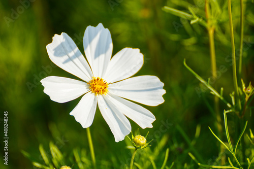 Beautiful white close-up cosmos flower in the morning.