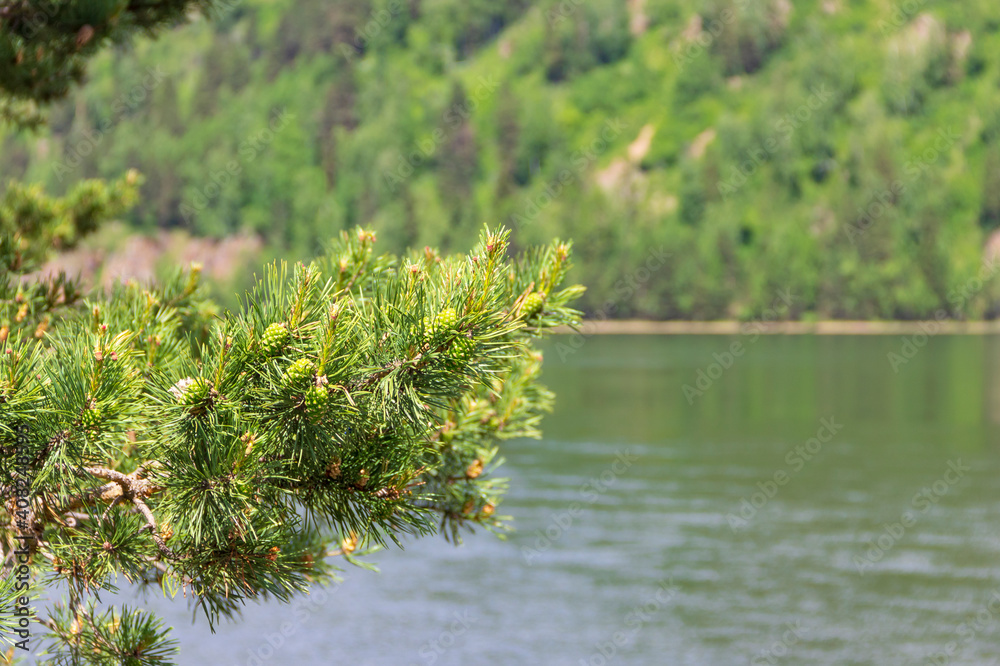 The Yenisei River In Krasnoyarsk One Of The Greatest Rivers In The   1000 F 408248595 NNdubmed7W2SLTZfv5gwnfYLBIWoFvWt 