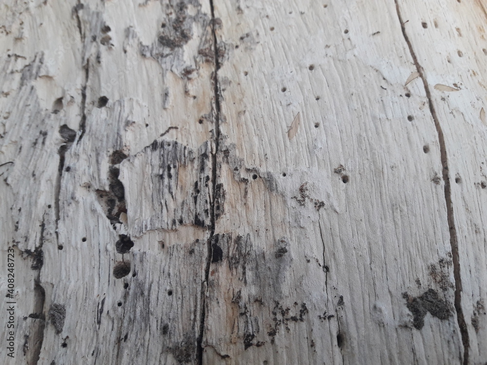 Obraz premium old wood texture - 01