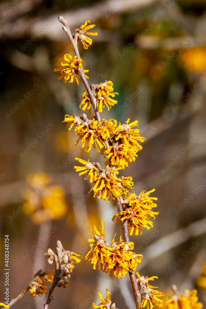 Hamamelis x Intermedia 'Brevipetala' (Witch Hazel) Hamamelis x Intermedia 'Brevipetala' (Witch Hazel)