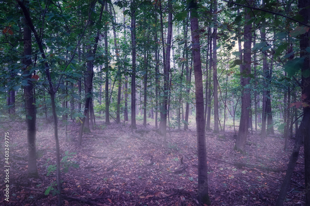 Fototapeta premium Mystischer Augenblick in der Dübener Heide.