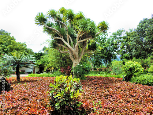 Dragon tree also known as Dracaena draco or Drago and other plants and trees  Cycad palm also known as sago palm, Codiaum variegated.  beautiful tropical garden photo