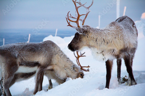 Reindeer in the snowy wilderness in Finnish Lapland. At the slopes of Levitunturi. photo