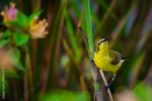 Olive-back sunbird in an open flowery background in color yellow