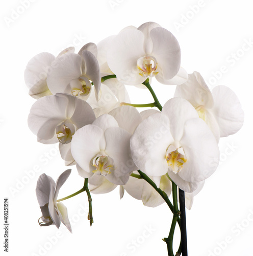 Fototapeta Naklejka Na Ścianę i Meble -  Branch with tropical orchid flowers on white background