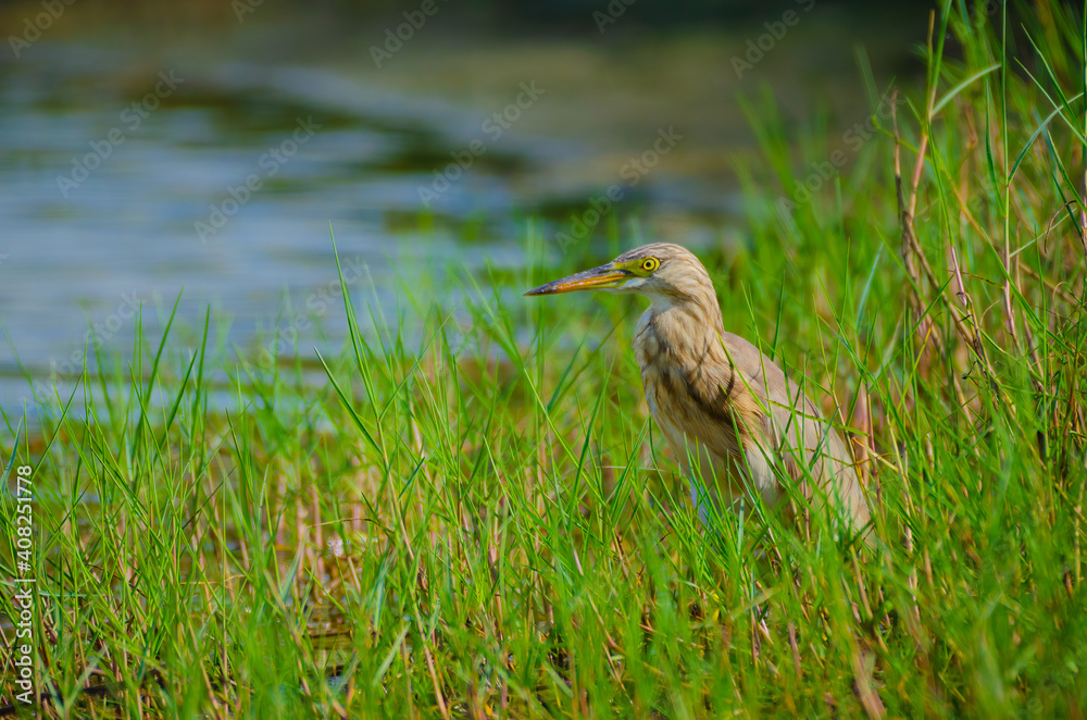 Pond heron sitting on a green grasses beside the shore Pond heron sitting on a green grasses beside the shore