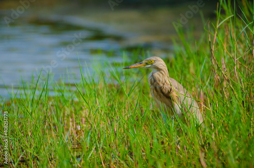 Pond heron sitting on a green grasses beside the shore