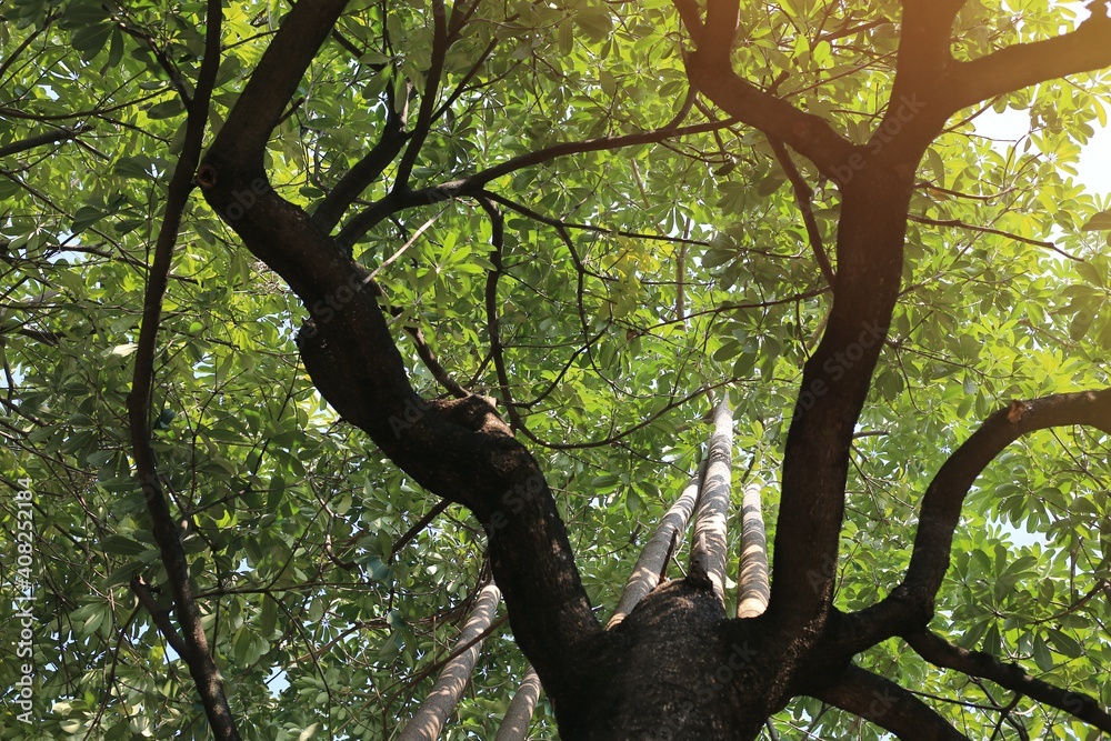 Fototapeta premium tree in the park