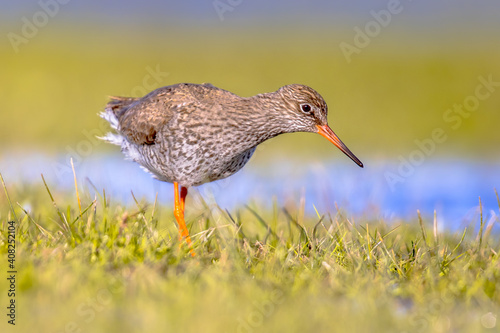 Common redshank wader bird in wetland © creativenature.nl