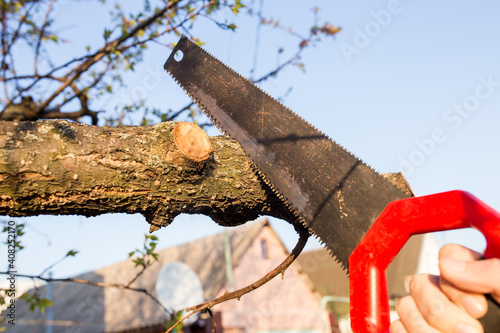 Closeup of a branch on a tree with a saw. photo