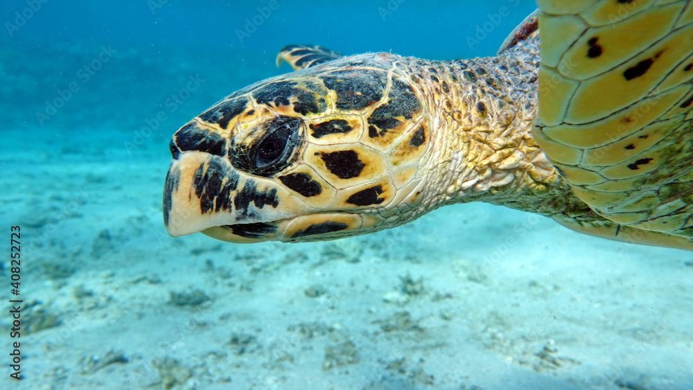 Obraz premium Sea turtles . Great Reef Turtle .Bissa.