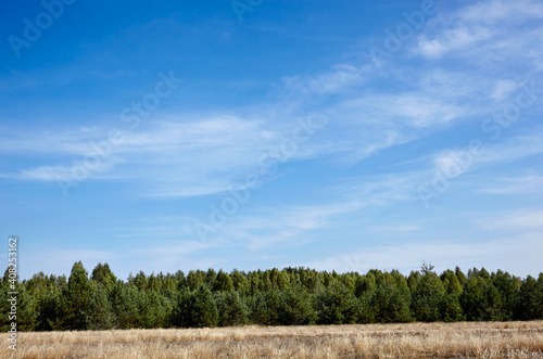 Dense forest against the sky and meadows