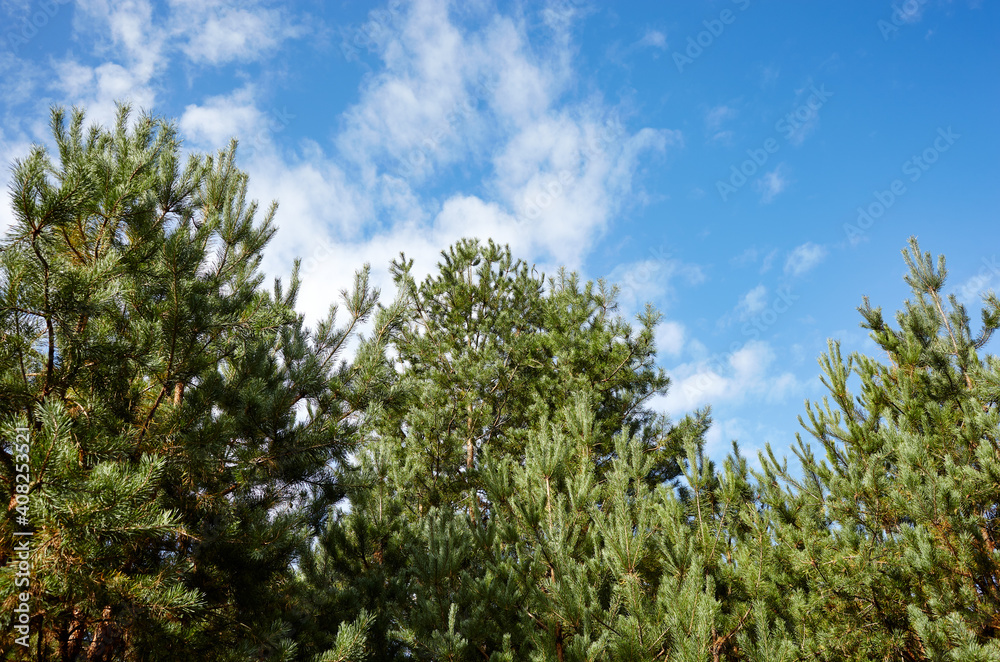 Pine trees against a blue sky with clouds on a sunny day Pine trees against a blue sky with clouds on a sunny day