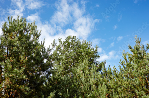 Pine trees against a blue sky with clouds on a sunny day
