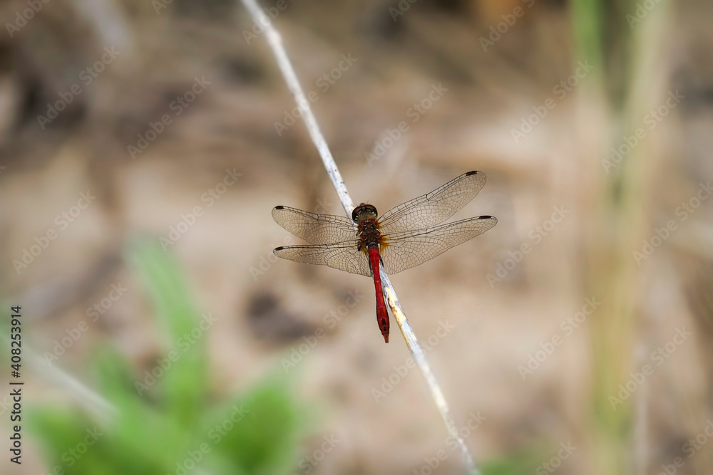 The ruddy darter (Sympetrum sanguineum) is a species of dragonfly of the family Libellulidae. The ruddy darter (Sympetrum sanguineum) is a species of dragonfly of the family Libellulidae.